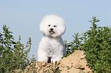 BICHON FRISE 232